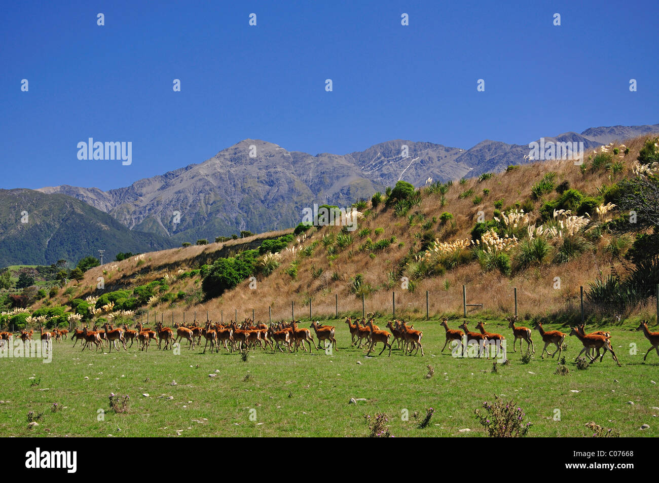 Hirsche, die Landwirtschaft am Kaikoura Küste, Kaikoura, Region Canterbury, Südinsel, Neuseeland Stockfoto
