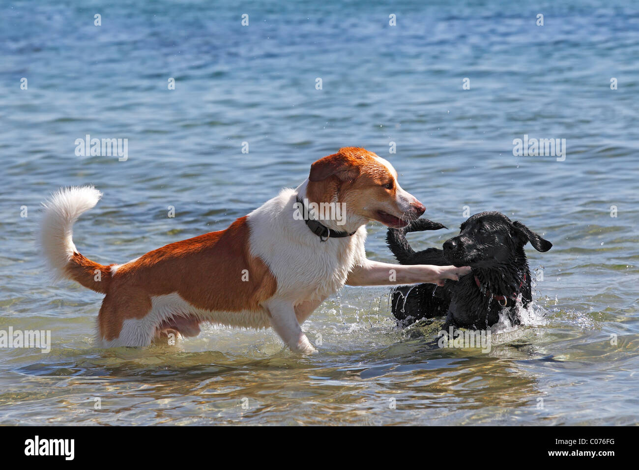 Zwei Rüden (Canis Lupus Familiaris) spielen im Wasser am Strand Stockfoto