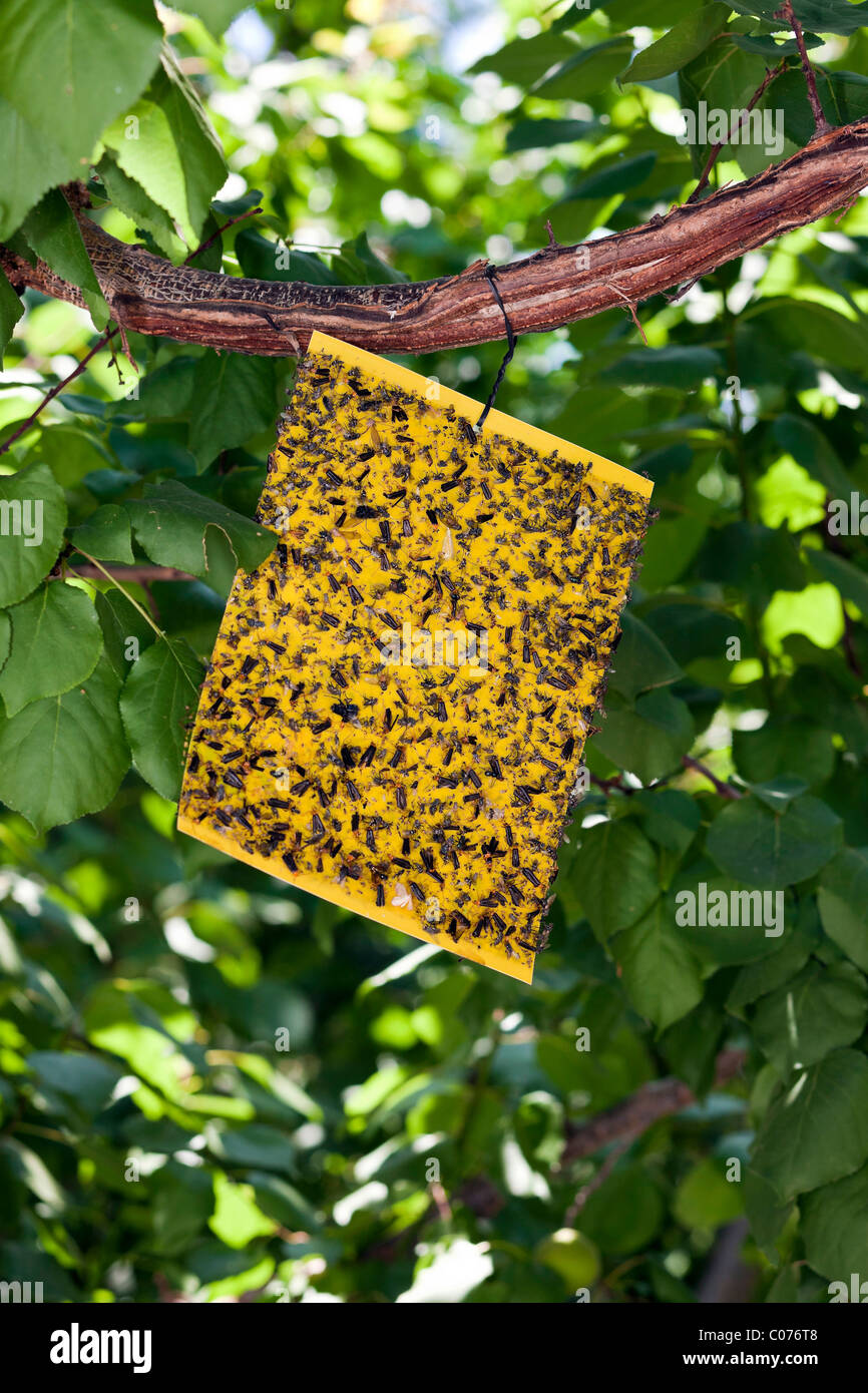 Gelbe Plakette für den Fang von Insekten, Schädlingsbekämpfung Stockfoto
