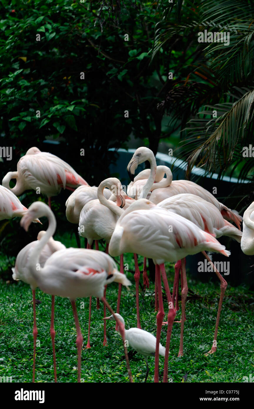 Größere Flamingo Flamingos Phoenicopterus Roseus Kl Kuala Lumpur Bird Park Malaysia Voliere Stockfoto