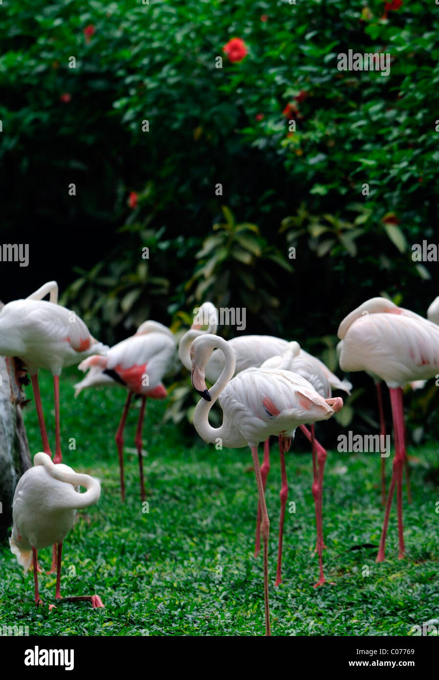 Größere Flamingo Flamingos Phoenicopterus Roseus Kl Kuala Lumpur Bird Park Malaysia Voliere Stockfoto