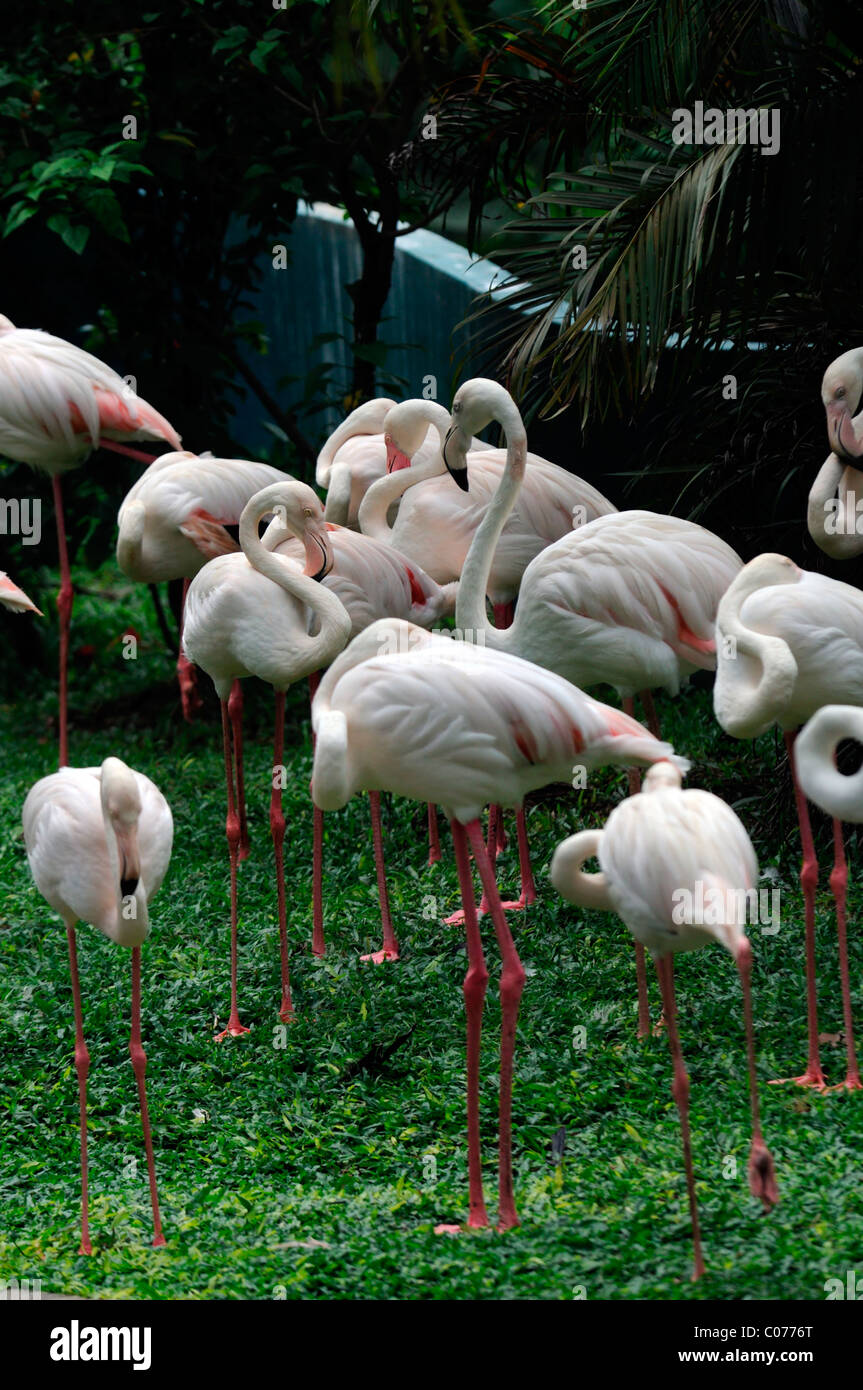 Größere Flamingo Flamingos Phoenicopterus Roseus Kl Kuala Lumpur Bird Park Malaysia Voliere Stockfoto