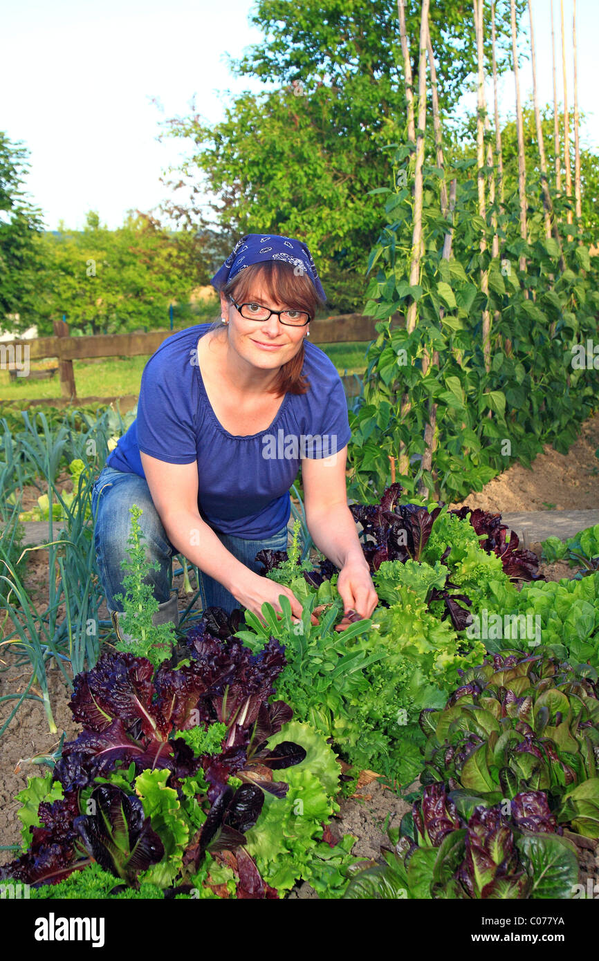 Junge Frau, Gartenarbeit, arbeiten in einem organischen Hausgarten mit Salat, Zwiebeln und Stangenbohnen Stockfoto