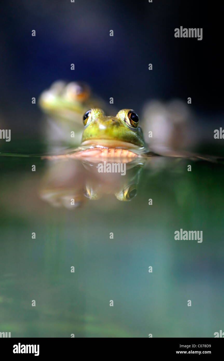 Nahaufnahme von den Augen der Grasfrosch in einem Teich Sicht Sicht Auge Wasserstand Stockfoto