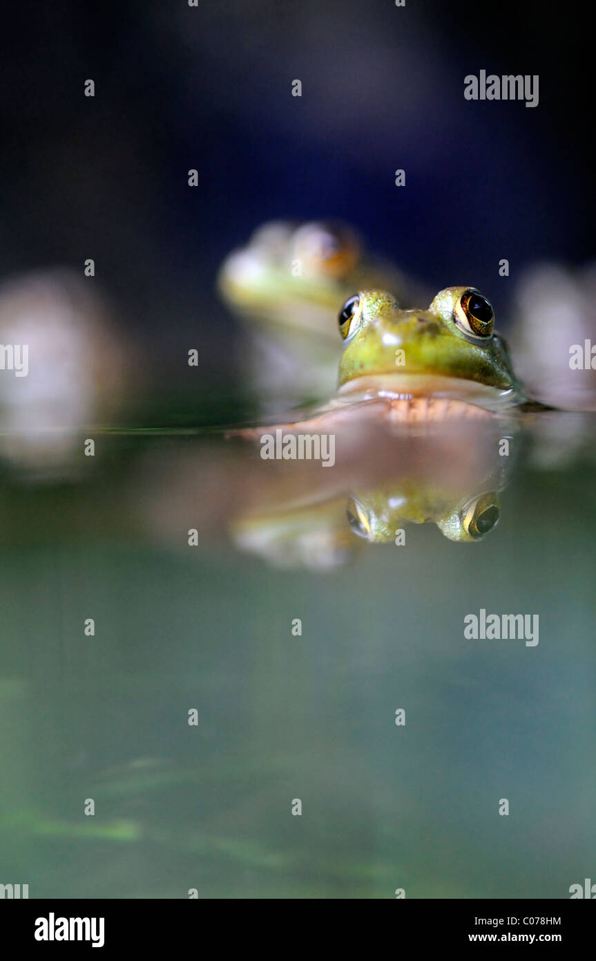 Nahaufnahme von den Augen der Grasfrosch in einem Teich Sicht Sicht Auge Wasserstand Stockfoto