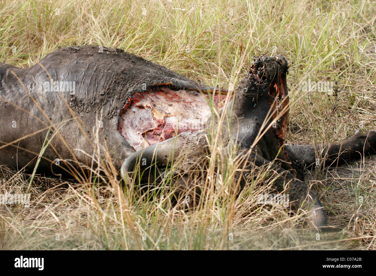 Der Kadaver eines Kaffernbüffel, getötet von Löwen in Queen Elizabeth National Park, Uganda Stockfoto