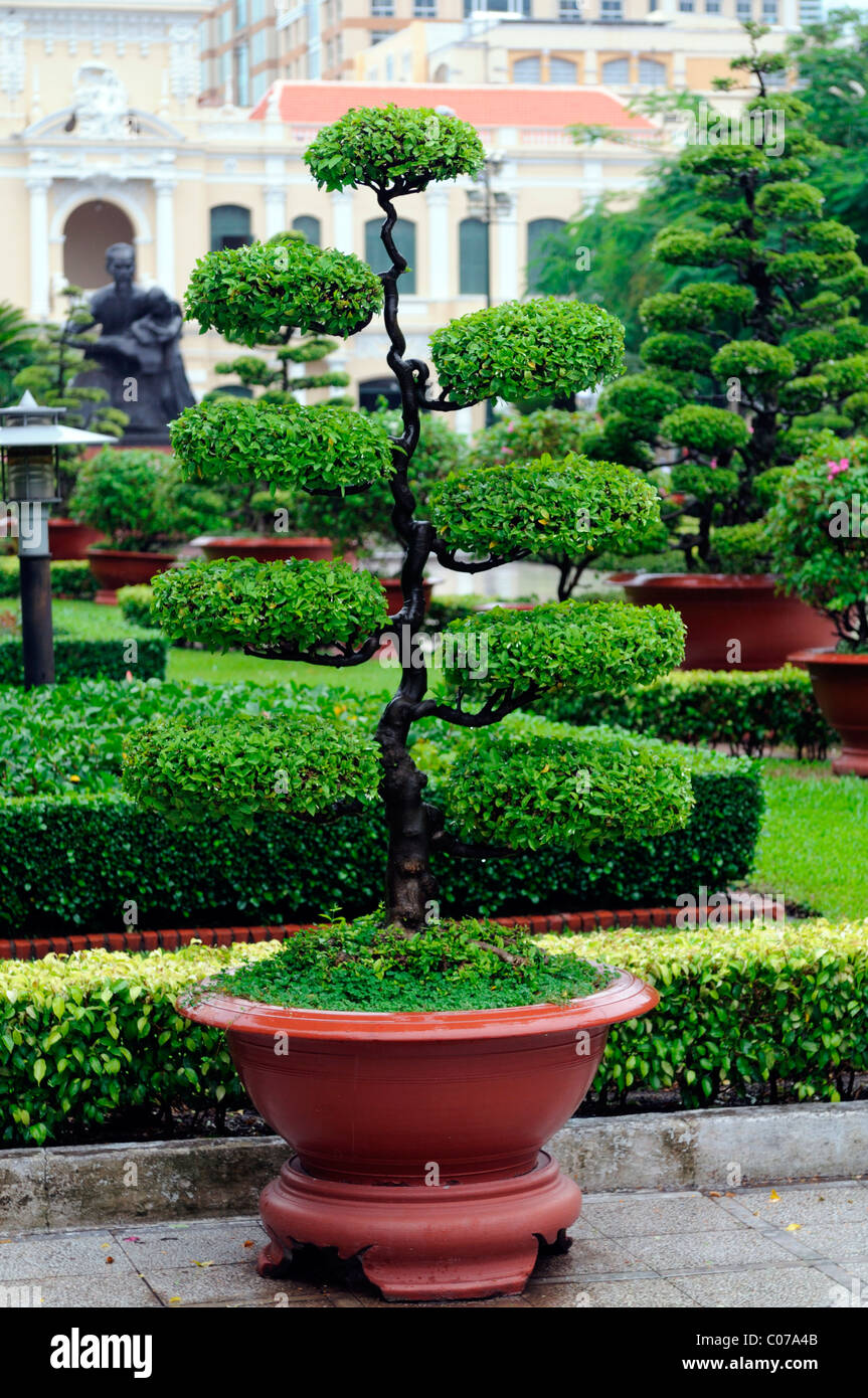 Bonsai Baum Vietnam Baum Topf getopft geformten vietnamesische Gartenarbeit  Gartengestaltung Stockfotografie - Alamy