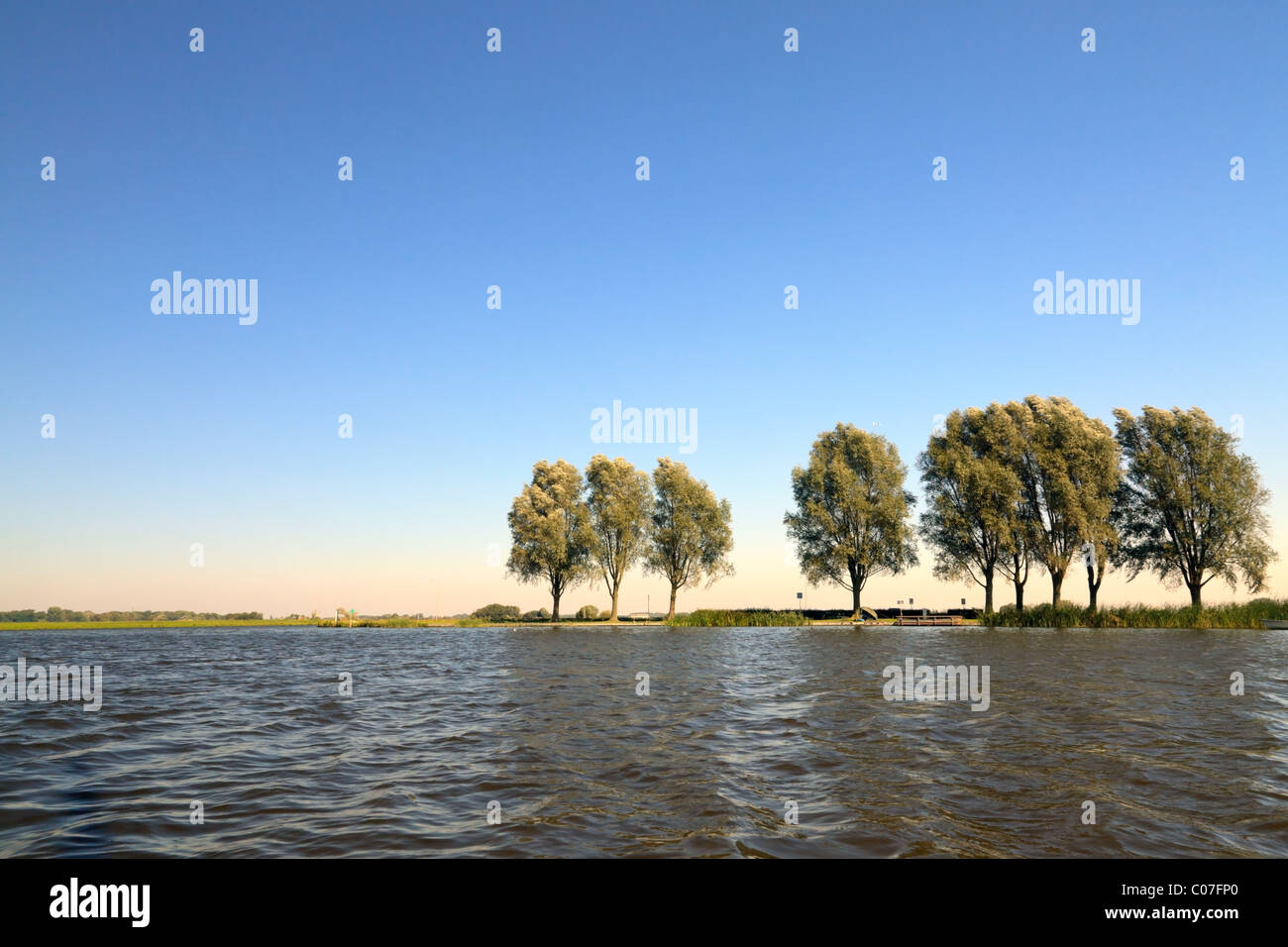 Holländische Landschaft des Kanals mit der Baumreihe mit blauem Himmel. Bäume, vom Wind bewegen. Stockfoto