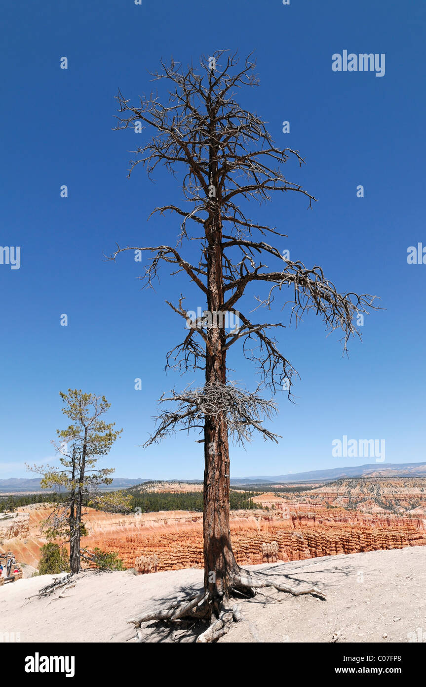 Baum an der Canyon Rim, Bryce-Canyon-Nationalpark, Utah, USA, Nordamerika Stockfoto