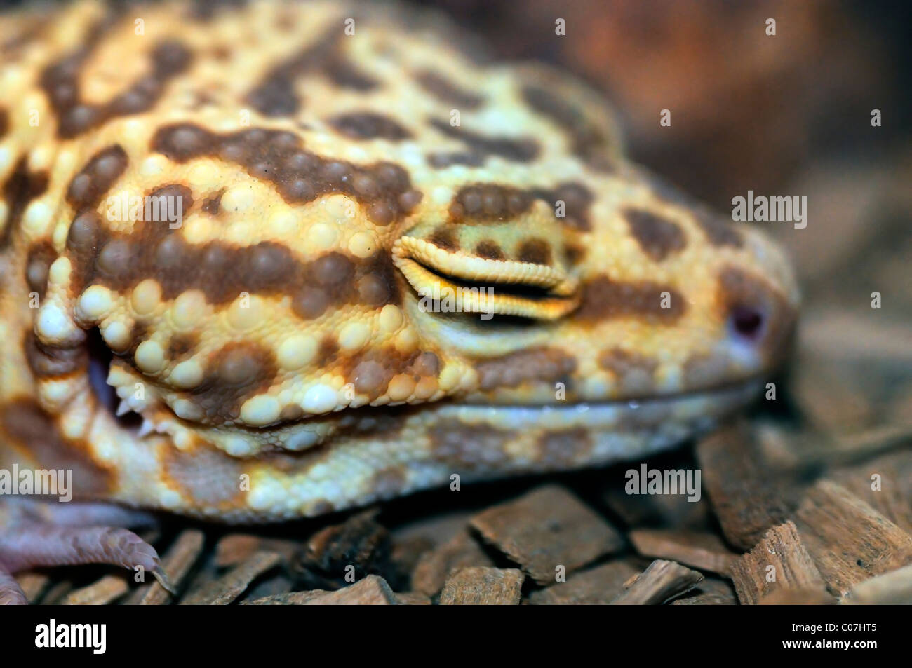 Leopardgecko Eublepharis Macularius eine nächtliche Bodenwohnung Eidechse Stockfoto