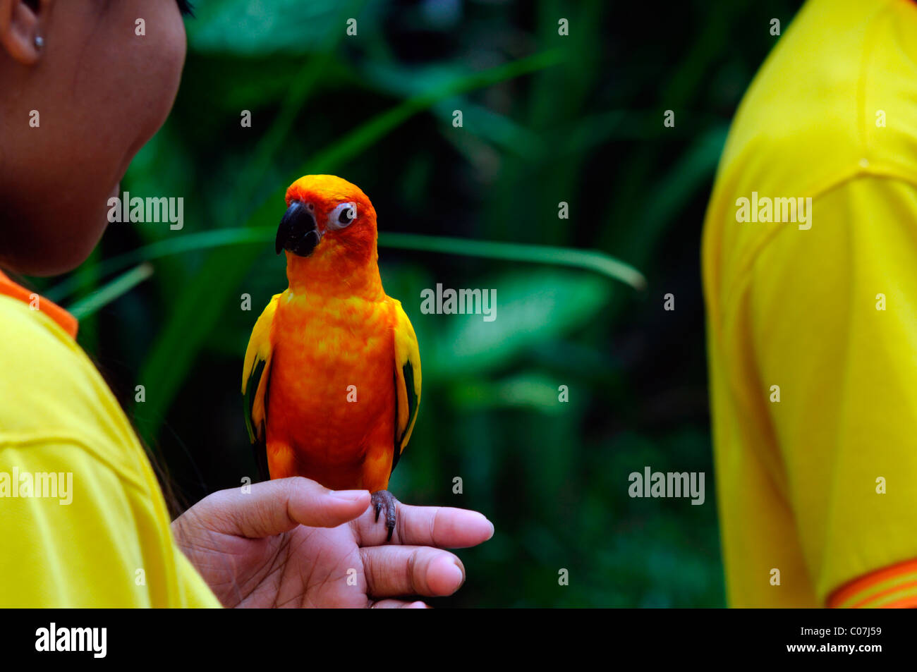 Fischers Lovebird Agapornis Fischeri ist eine kleine Papageienarten Kl Kuala Lumpur Bird Park Malaysia Voliere zahm gezähmten Vogel Stockfoto