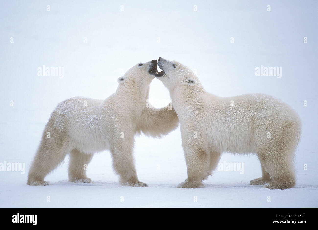 Zwei junge Eisbären, ein Gespräch auf das Eis von der Hudson Bay in der Nähe von Churchill im nördlichen Teil der Provinz Manitoba, Kanada Stockfoto