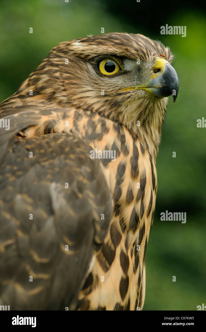 Nördlichen Habicht (Accipiter Gentilis), juvenile Stockfoto