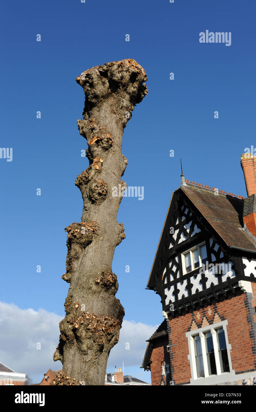 Gekappte Baum Stockfoto