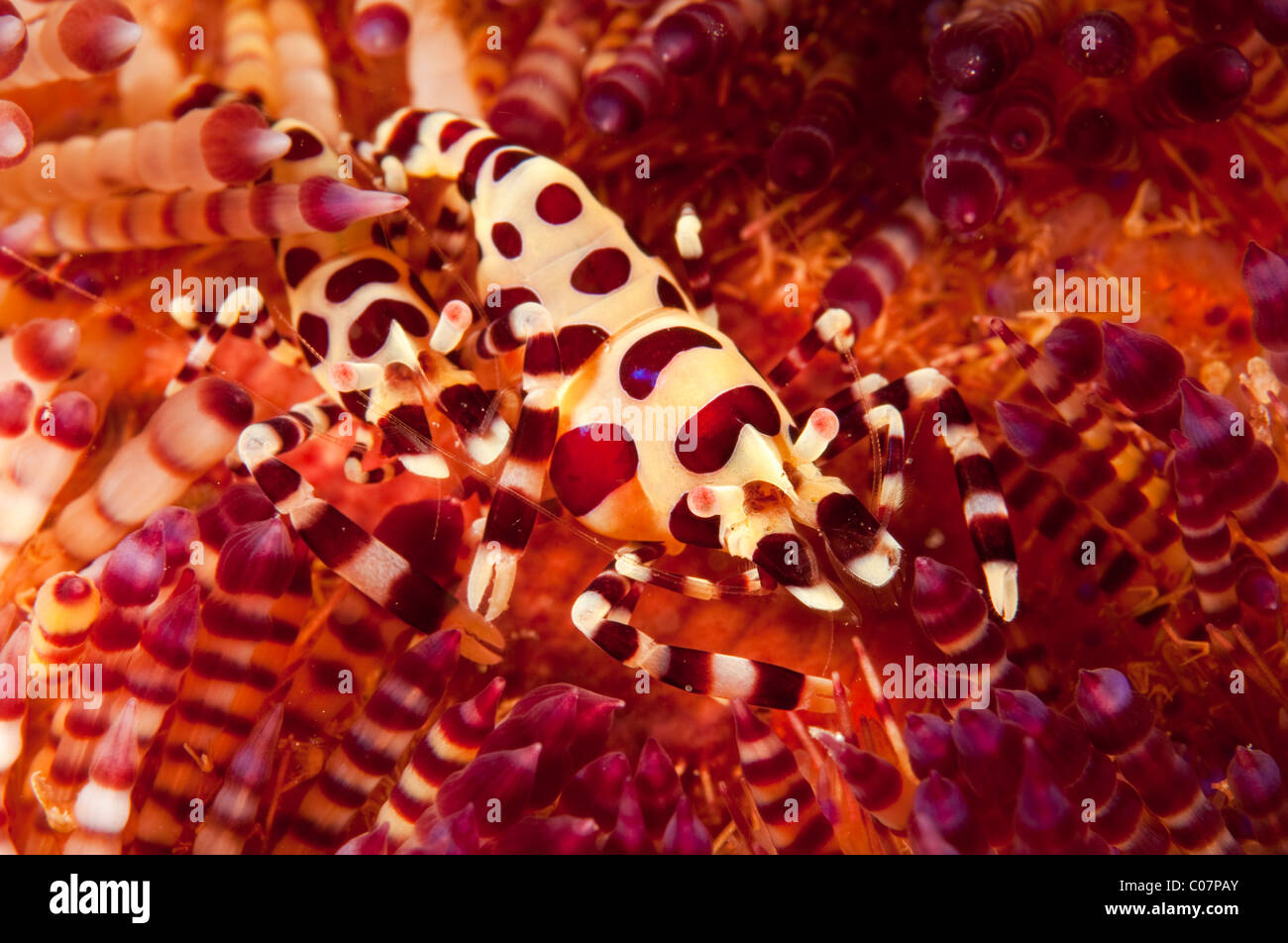 Paar von Coleman Garnelen in einer Fireurchin, Lembeh, Indonesien Stockfoto