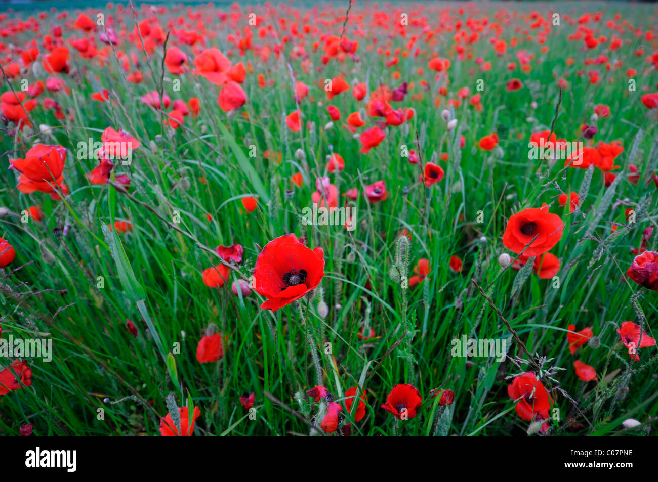 Rote Mohnblumen wächst wachsen wild in einem Weizen Feld Wilfdlower Wiese Kornfeld Stockfoto