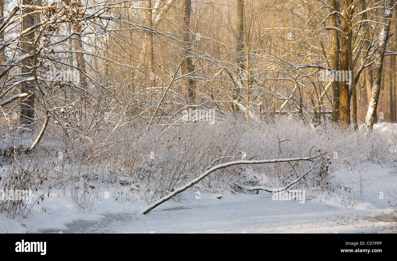 Winterlandschaft der gefrorenen Lesna Fluss am sonnigen Tag mit trockenes Schilf Schnee eingehüllt in Vordergrund, Podlasie Polen Stockfoto