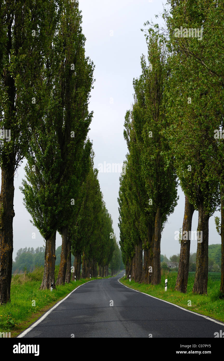 Schwarz-Pappeln (Populus Nigra Italica) neben einem Land Straße, Saunstorf, Mecklenburg-Western Pomerania, Deutschland, Europa Stockfoto