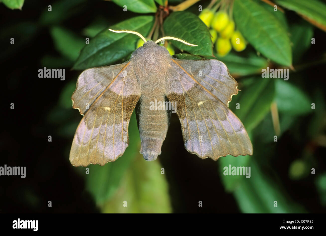 Pappel Hawk-Moth (Laothoe Populi) Stockfoto