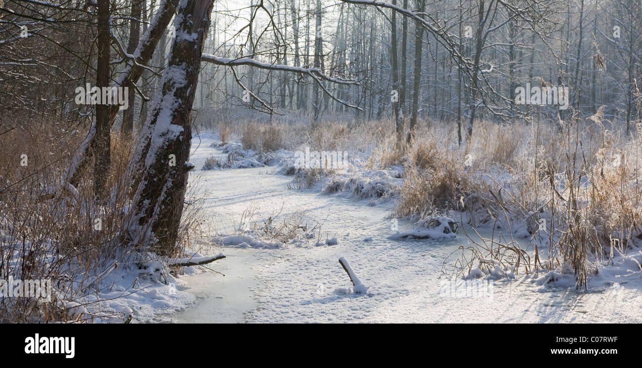 Winterlandschaft der gefrorenen Lesna Fluss am sonnigen Tag mit trockenes Schilf Schnee eingehüllt in Vordergrund, Podlasie Polen Stockfoto