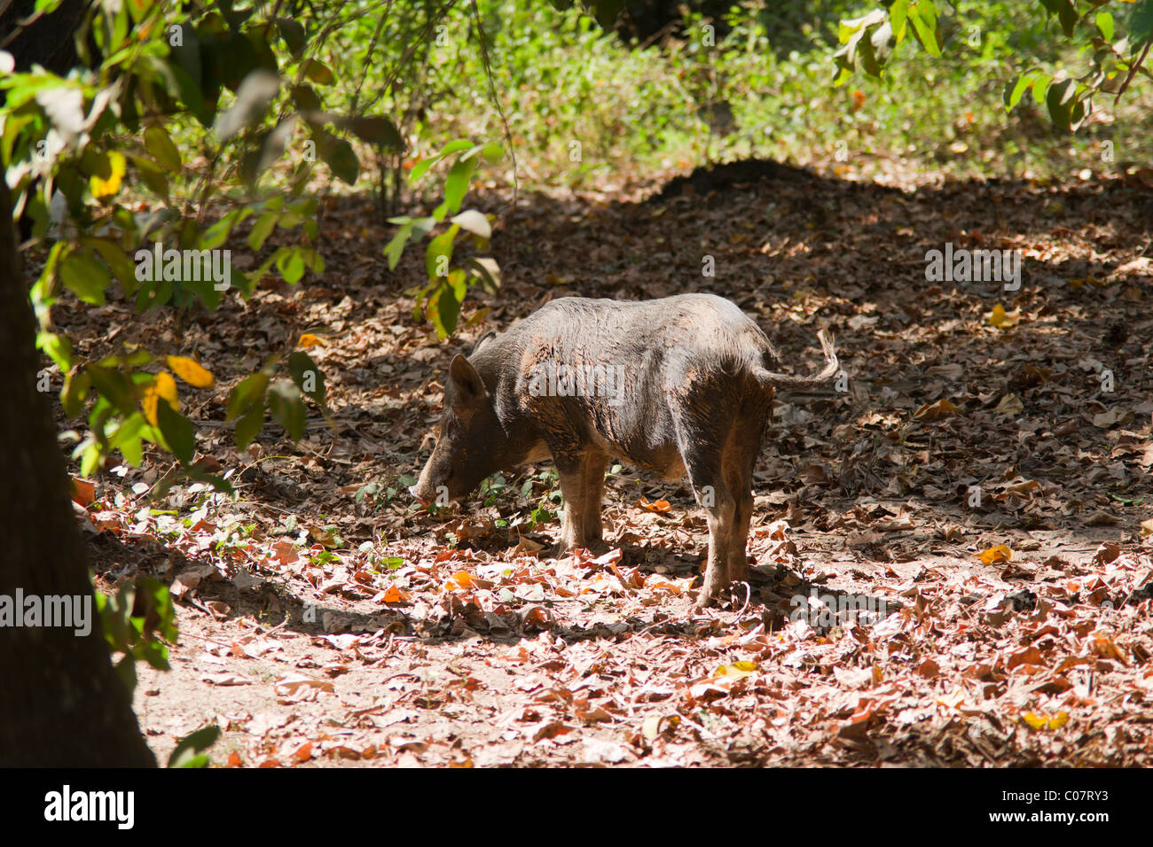 Wildschweine Stockfoto