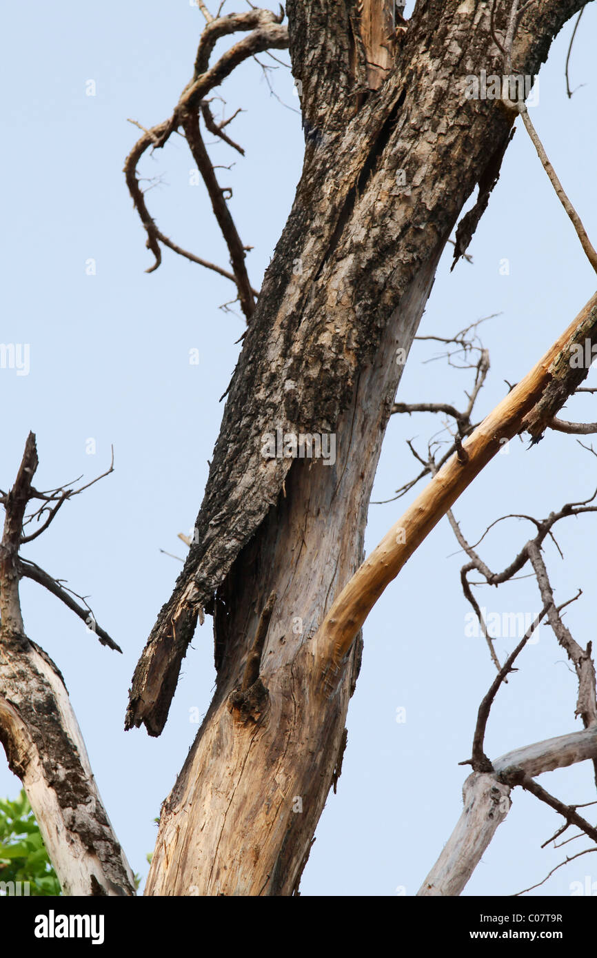 Nahaufnahme eines Baumstammes, Jim Corbett Nationalpark, Nainital, Uttarakhand, Indien Stockfoto