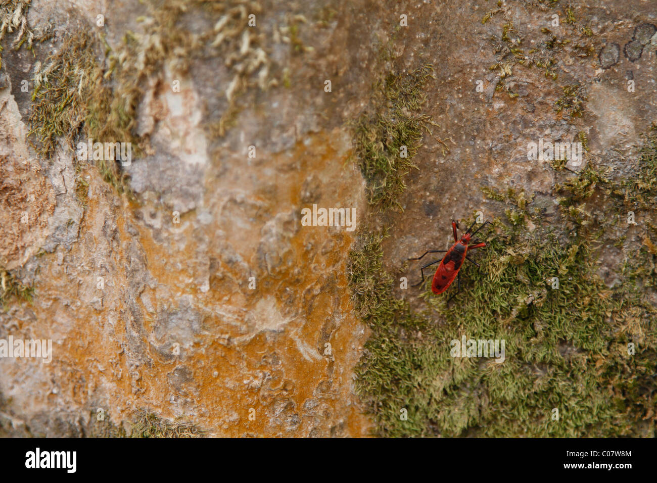 Rote Wolfsmilch Käfer auf einer Baumrinde Stockfoto