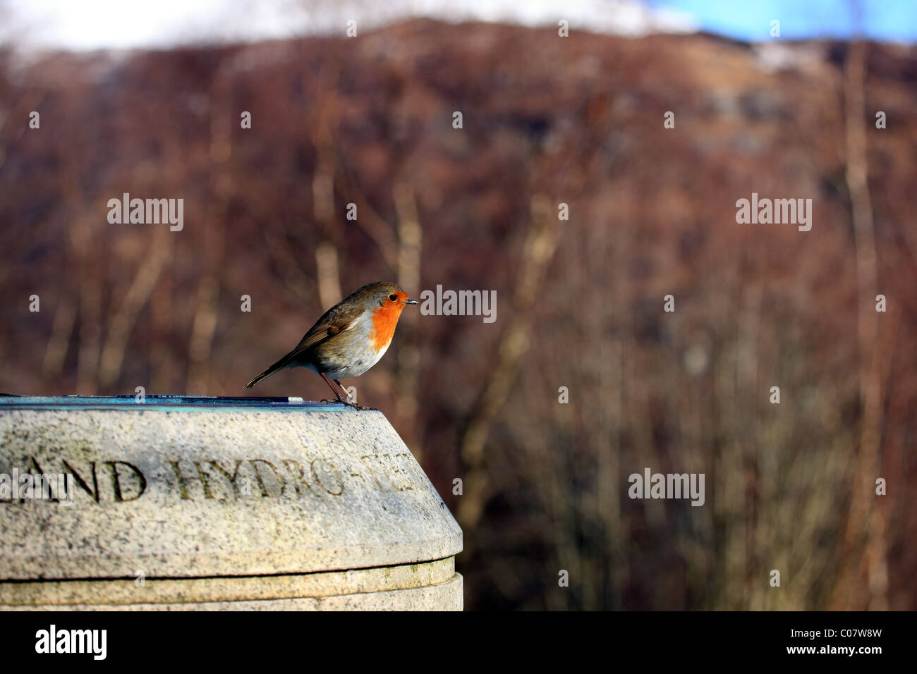 Rotkehlchen auf einer Steinsäule, die highlights der verschiedenen Bergen und Seen, die von Loch Lomond gesehen werden kann Stockfoto
