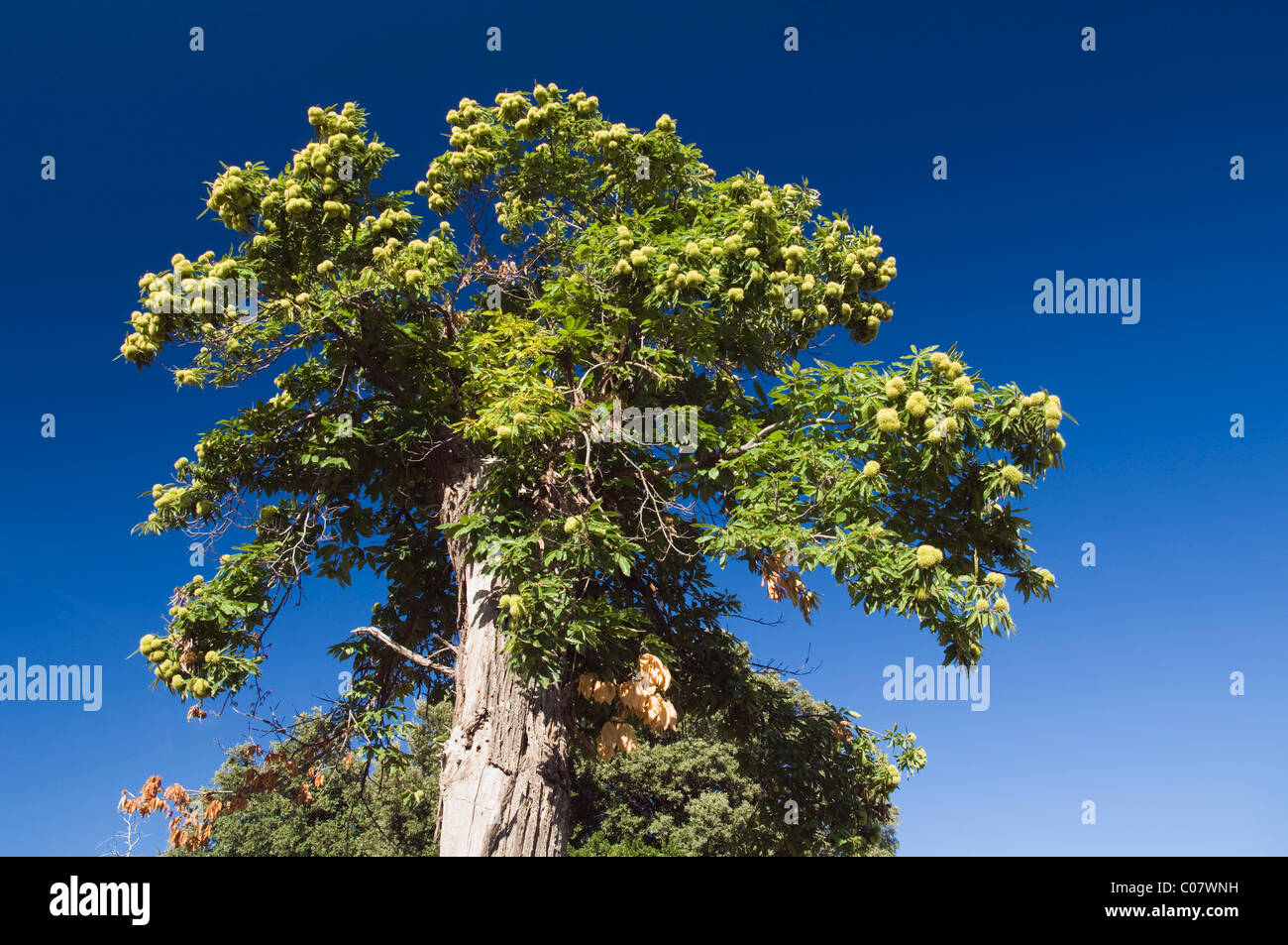 Alten Kastanienbaum bei Murato, Nebbio, Korsika, Frankreich, Europa Stockfoto