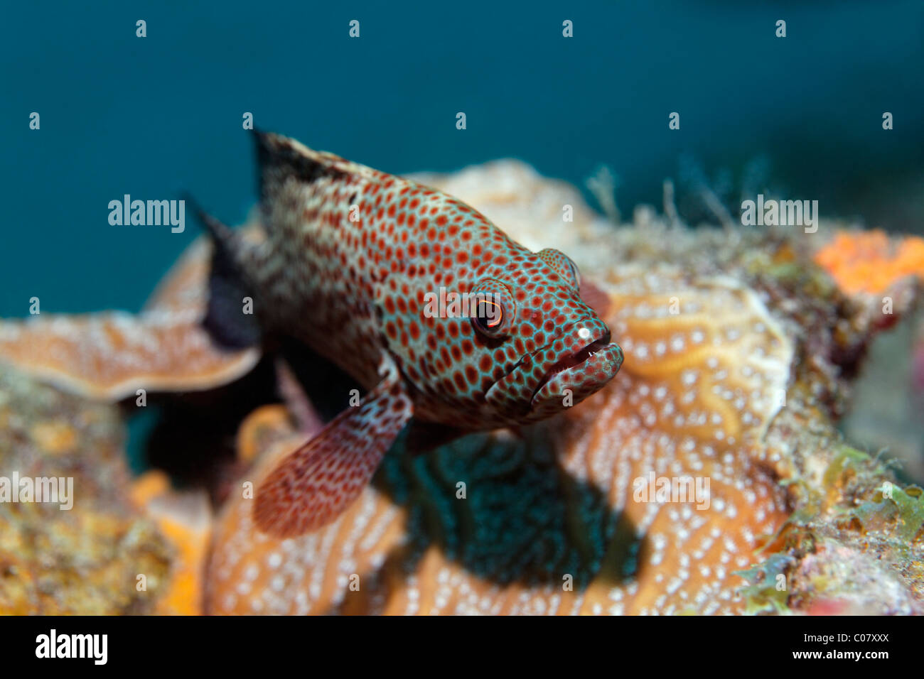 Grasby (Epinephelus Cruentatus), Schwimmen über dem Korallenriff, St. Lucia, St. Lucia Insel, Windward-Inseln, kleine Antillen Stockfoto