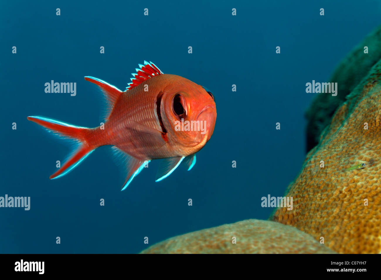 Blackbar Soldierfish (Myripristis Jacobus), Schwimmen über dem Korallenriff, St. Lucia, St. Lucia Island, Inseln unter dem Winde Stockfoto
