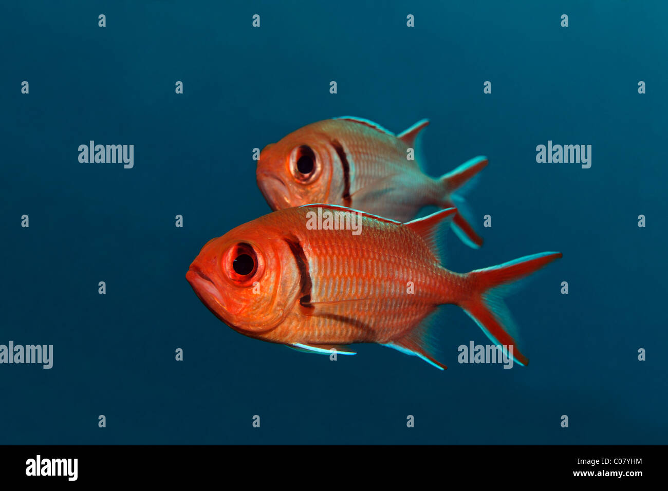 Blackbar Soldierfish (Myripristis Jacobus), Schwimmen im blauen Wasser, Windward Islands, St. Lucia, St. Lucia Insel Stockfoto