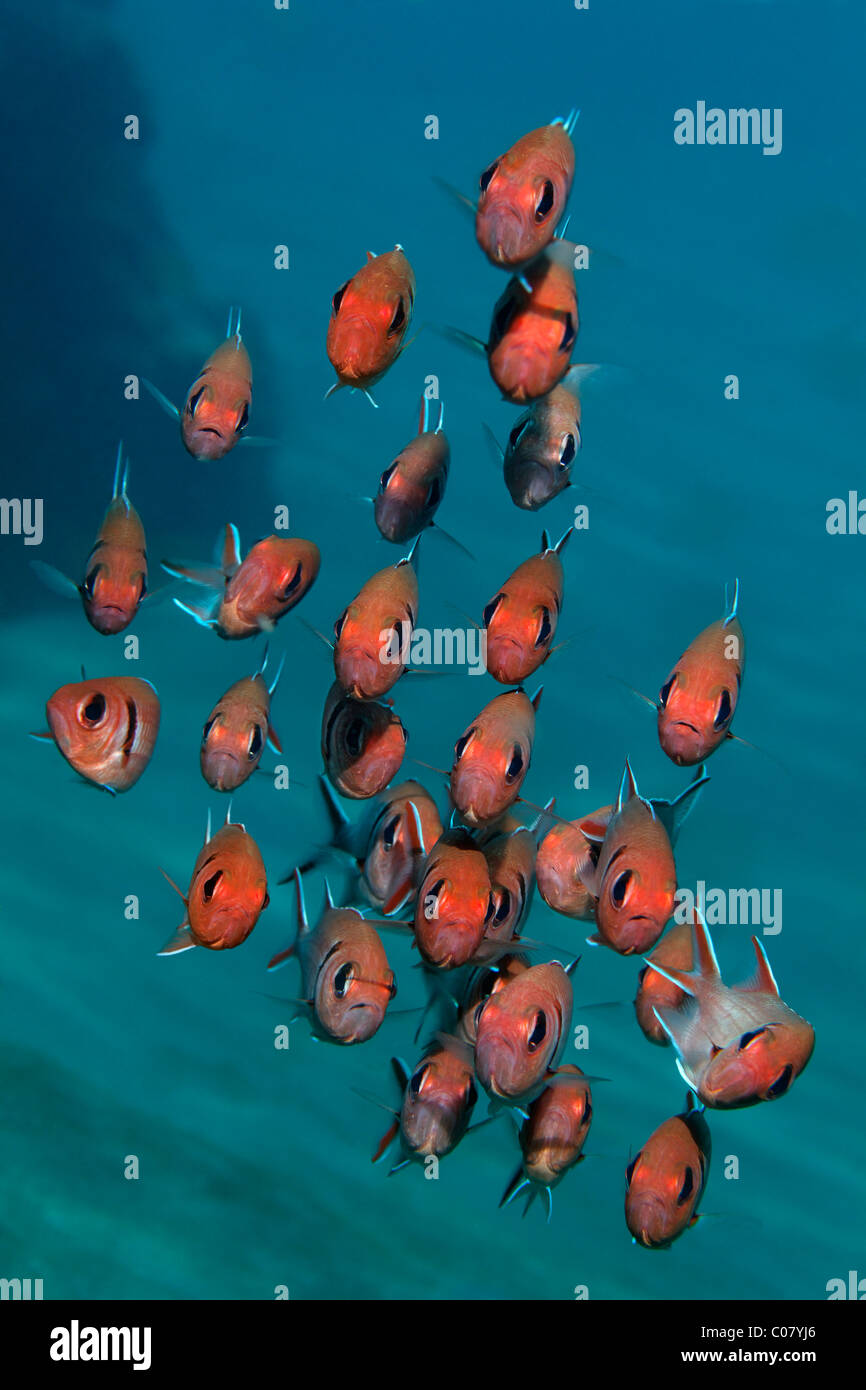 Blackbar Soldierfish (Myripristis Jacobus), Schwimmen im blauen Wasser, Windward Islands, St. Lucia, St. Lucia Insel Stockfoto