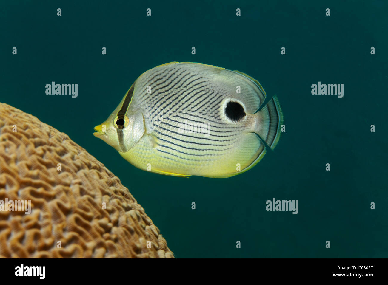 Vier Augen Butterflyfish (Chaetodontidae Capistratus), Fütterung auf Polypen vom Gehirn Koralleninsel, St. Lucia, St. Lucia Stockfoto