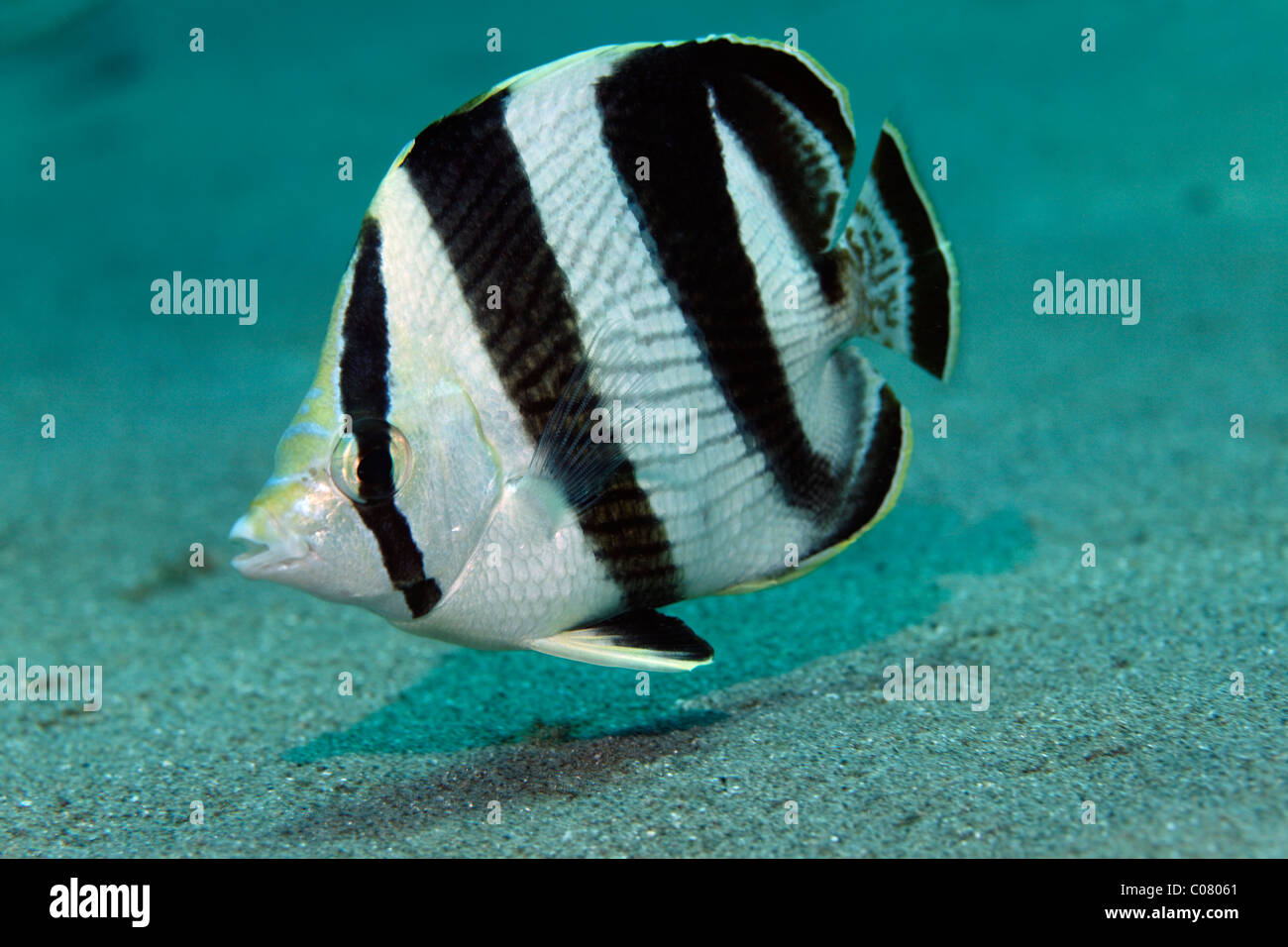 Butterflyfish (Chaetodontidae Striatus) schwimmen über Sandboden, Windward Islands, St. Lucia, St. Lucia Insel gebändert Stockfoto