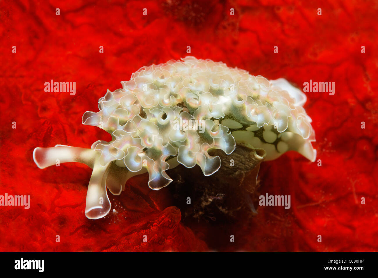 Salat-Meeresschnecke (Tridachia Crispata), saugenden, auf roter Schwamm, Windward Islands, St. Lucia, St. Lucia Insel Stockfoto