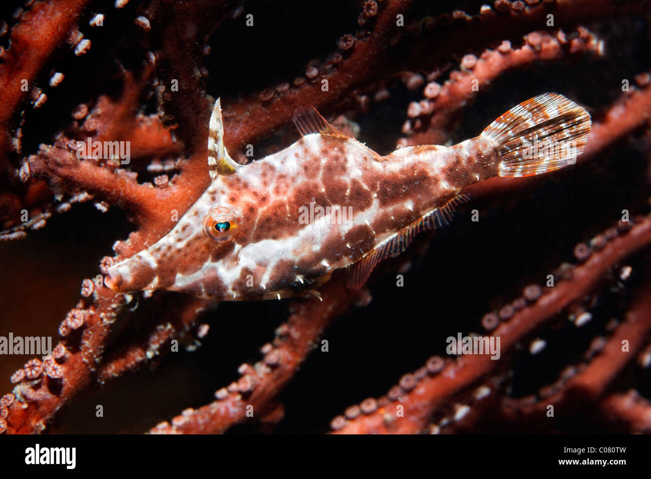 Schlanke Feilenfisch (Moncanthus Tuckeri) im Gorgonia oder Gorgonien, Saint Lucia, Windward-Inseln, Insel St. Lucia, kleine Antillen Stockfoto