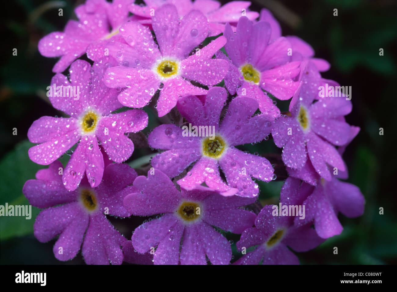 Vogelperspektive Primel (Primula Farinosa), Karwendelgebirge, Nord-Tirol, Österreich, Europa Stockfoto