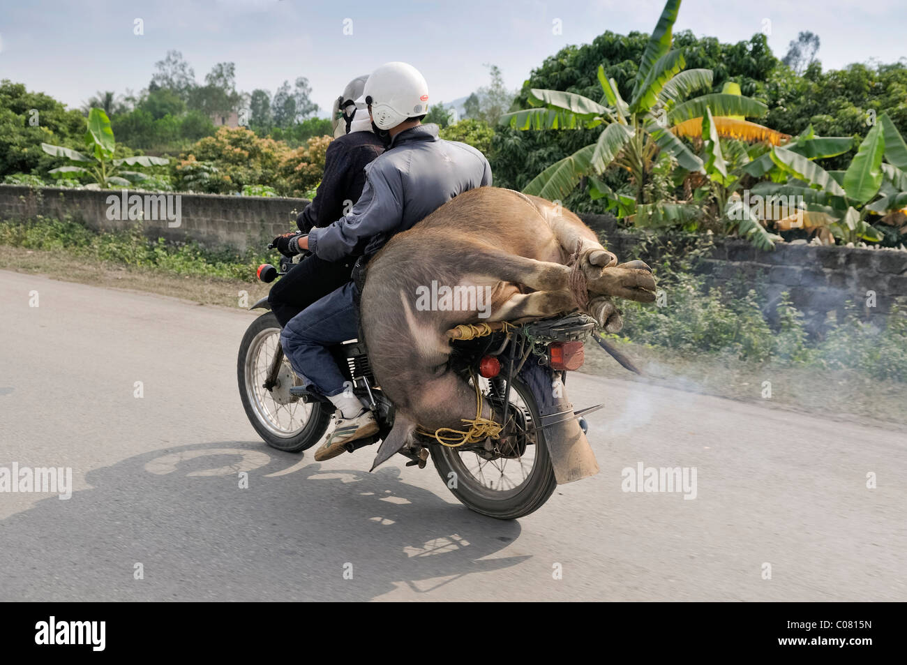 Moped geladen mit Wasserbüffel, Hanoi, Vietnam, Südostasien Stockfoto