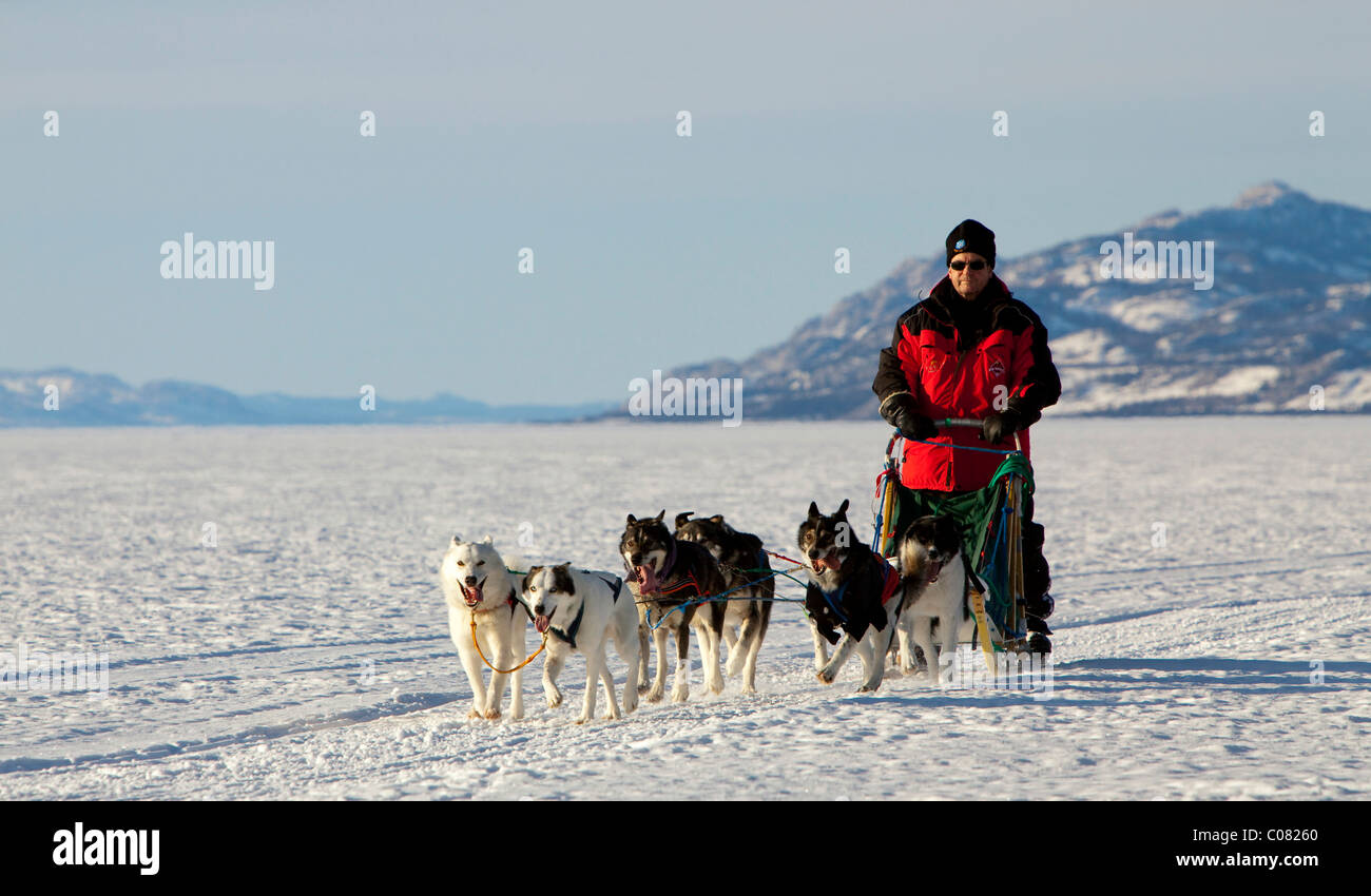 Mann, Musher laufen, fahren einen Hundeschlitten Team der Schlittenhunde, Alaskan Huskies, Bergen im Hintergrund, gefrorene Lake Laberge Stockfoto