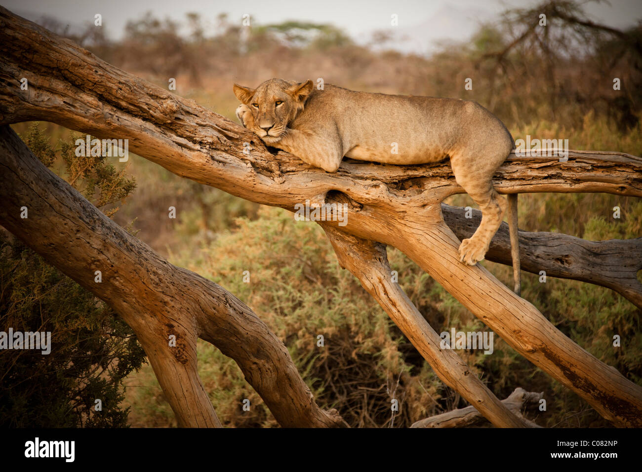 Löwe ruht auf toter Baum, Masai Mara, Kenia Stockfoto