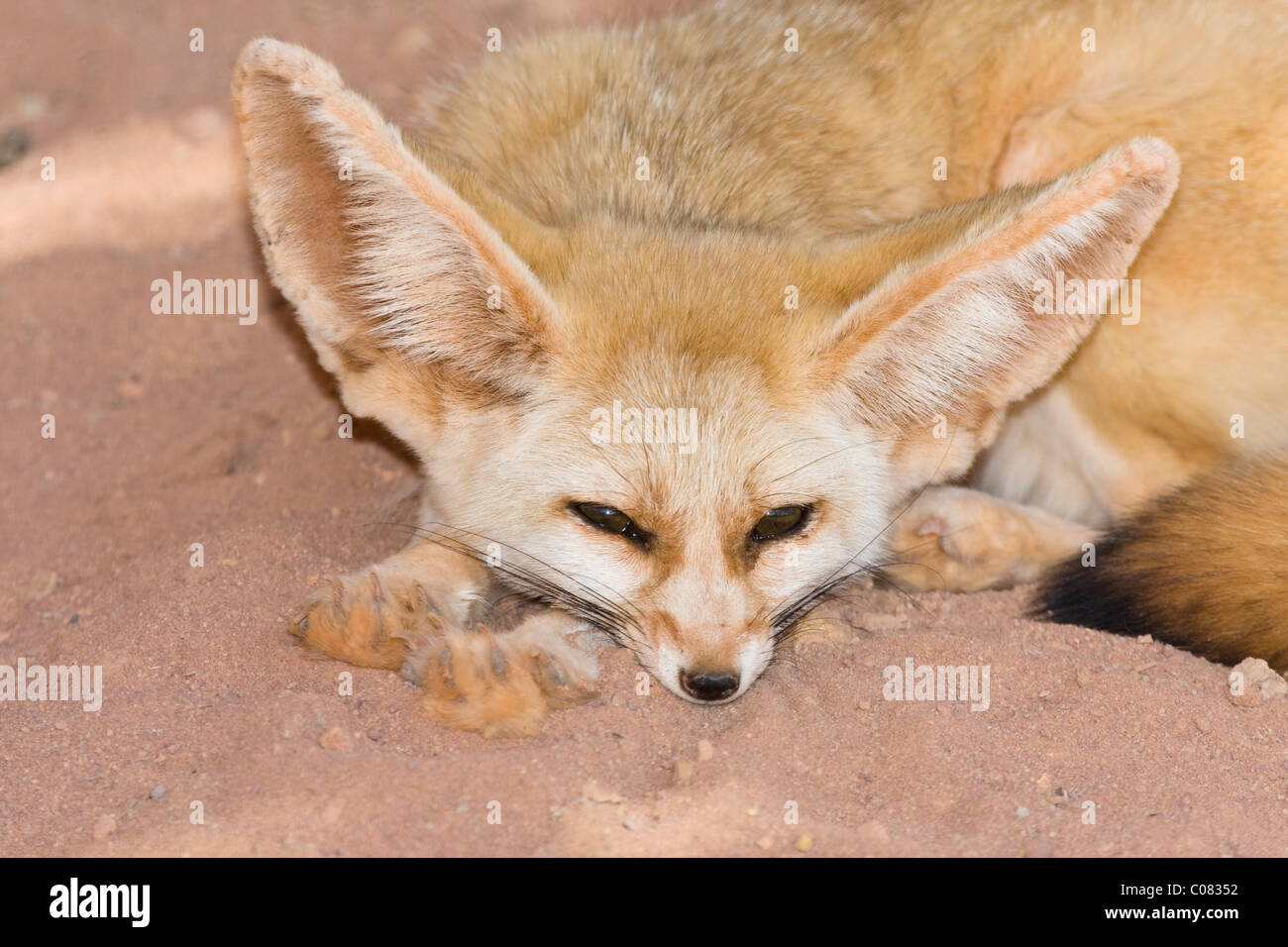 Fennec Fox (Canis Zerdus), Libyen, Afrika Stockfoto