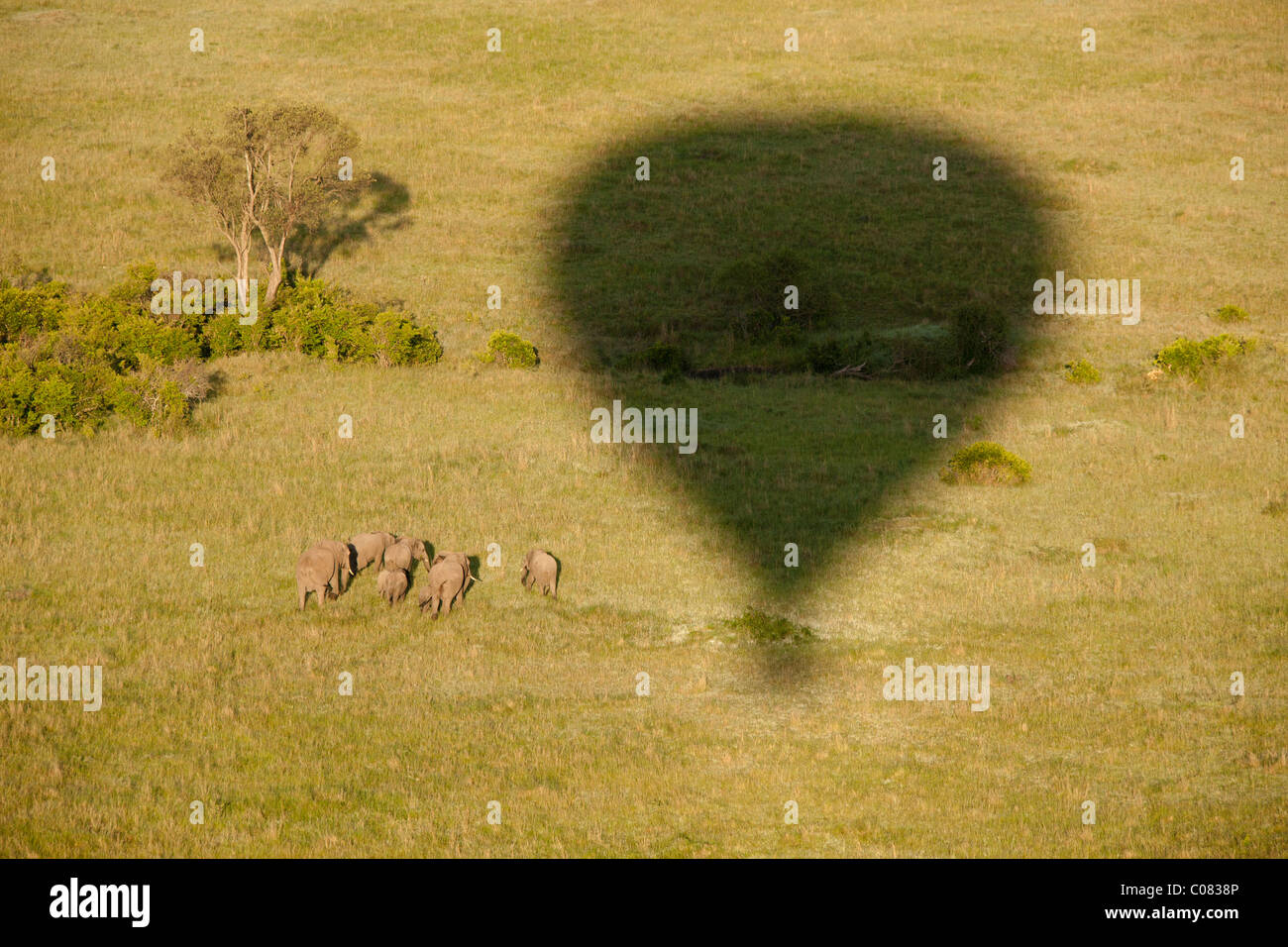 Afrikanische Elefanten Herde fotografiert aus einem Heißluftballon, Masai Mara, Kenia Stockfoto