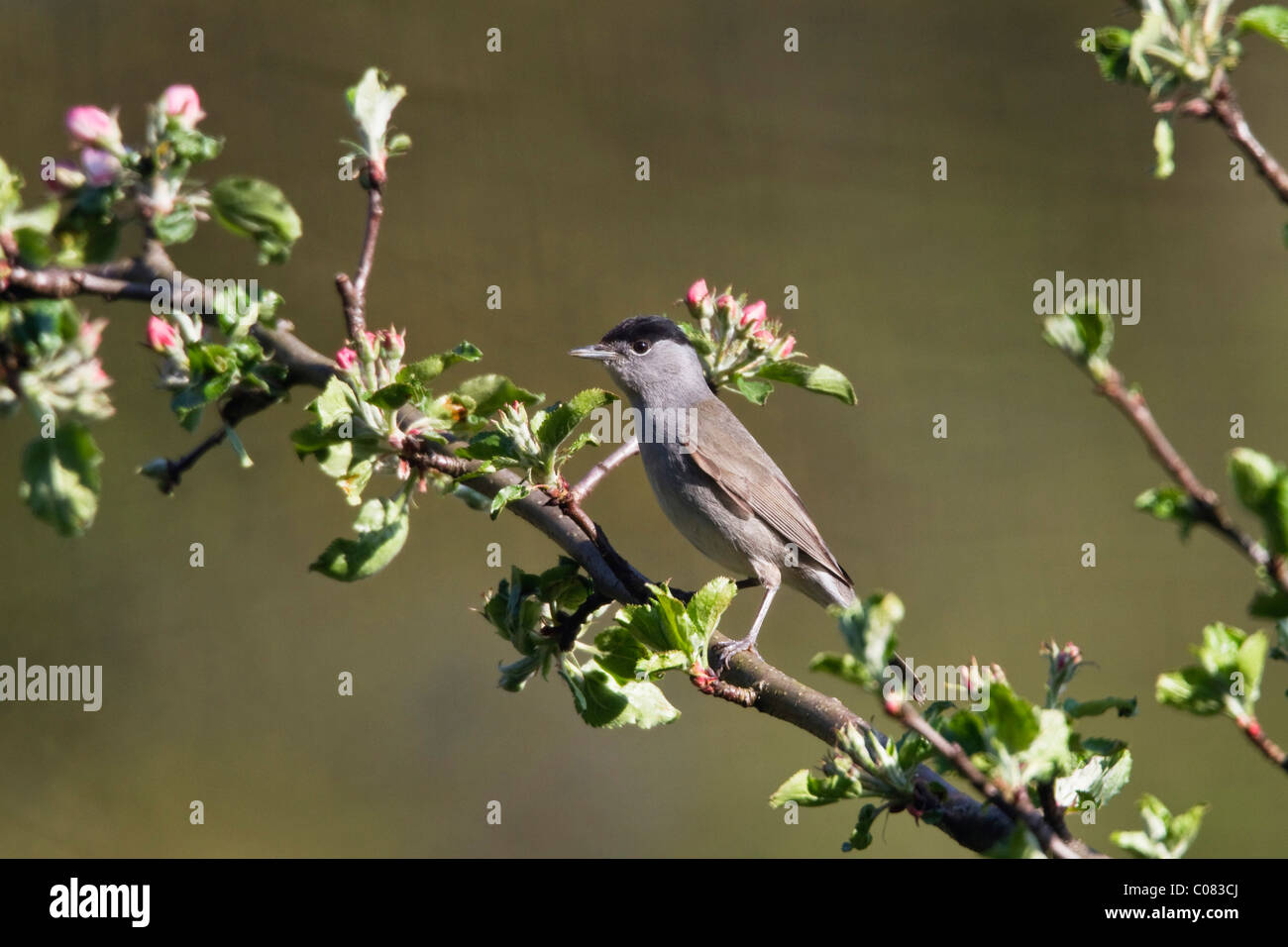 Mönchsgrasmücke (Sylvia Atricapilla), männliche in einem Apfel Baum, Deutschland, Europa Stockfoto