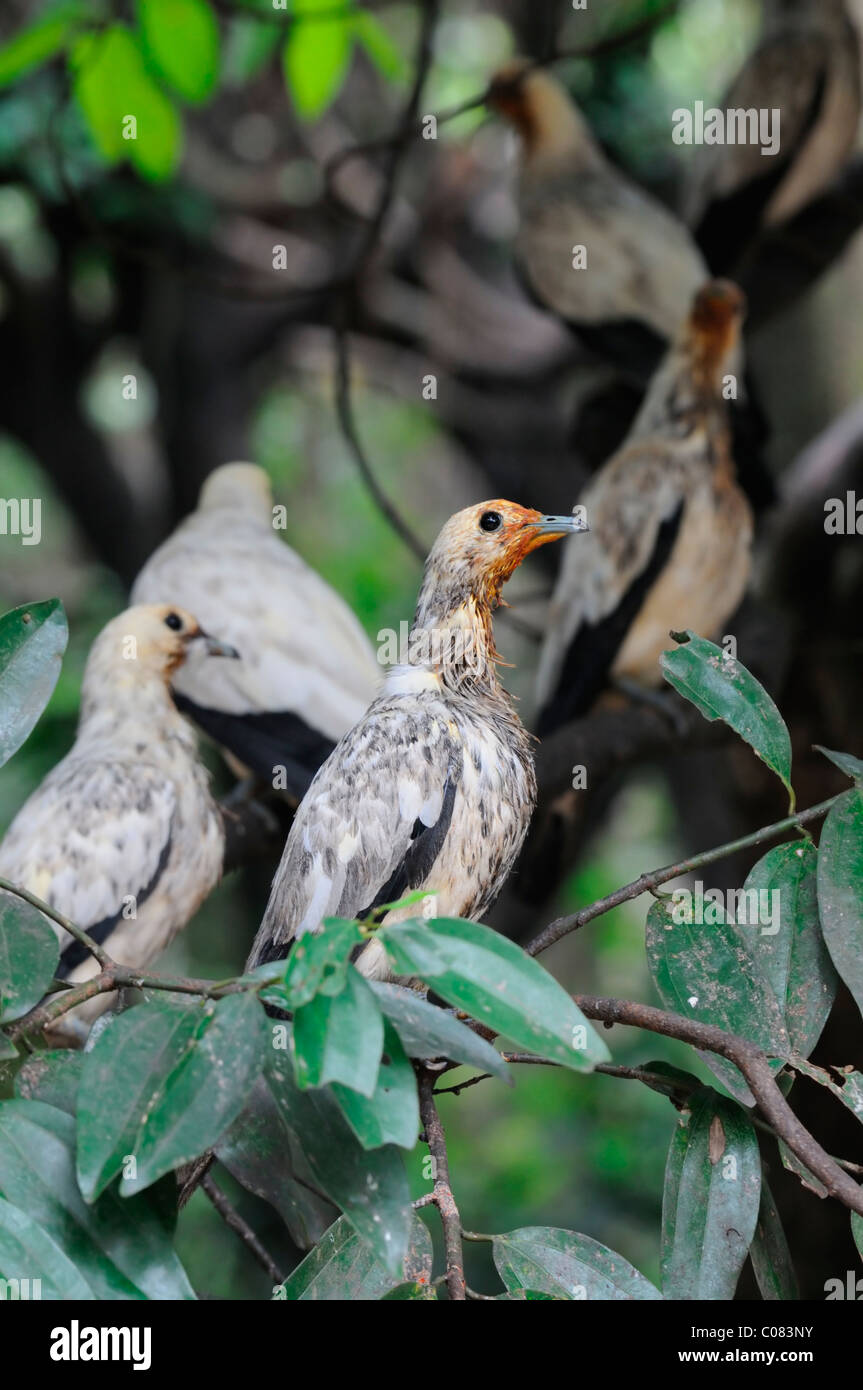 Gefleckte Taube Streptopelia Chinensis Spotted-necked Taube malaiische entdeckt Dove Terkukur Kl Kuala Lumpur Bird Park Malaysia Voliere Stockfoto