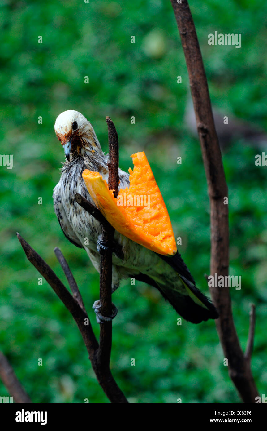 Gefleckte Taube Streptopelia Chinensis Spotted-necked Taube malaiische entdeckt Dove Terkukur Kl Kuala Lumpur Bird Park Malaysia Voliere Stockfoto