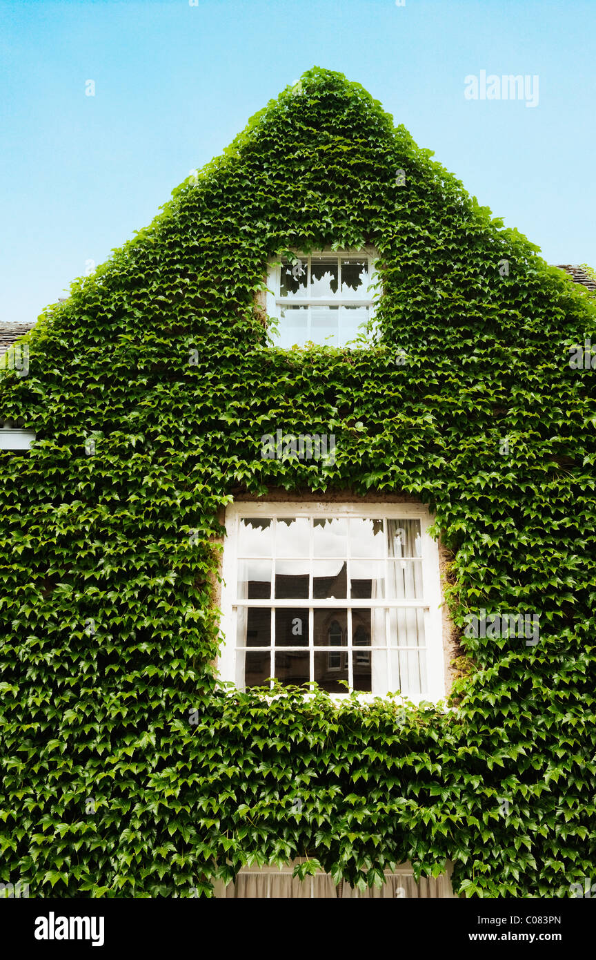 Haus bedeckt mit Efeu, Oxford, Oxfordshire, England Stockfoto