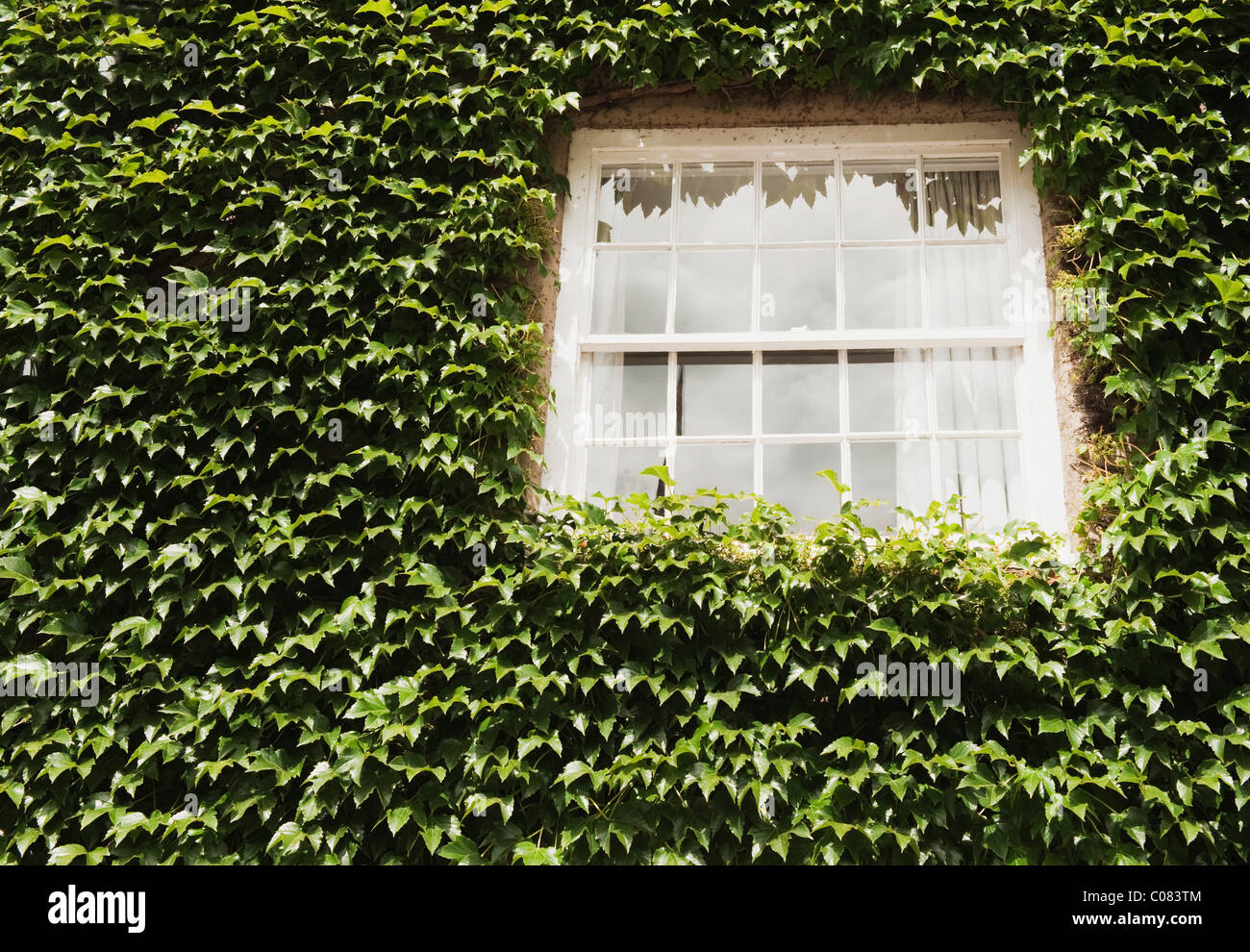 Haus bedeckt mit Efeu, Oxford, Oxfordshire, England Stockfoto