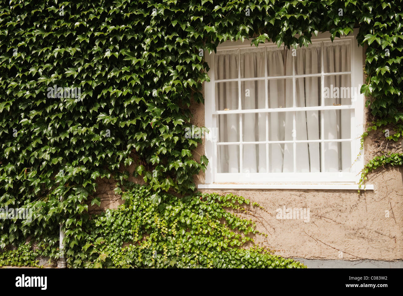 Haus bedeckt mit Efeu, Oxford, Oxfordshire, England Stockfoto