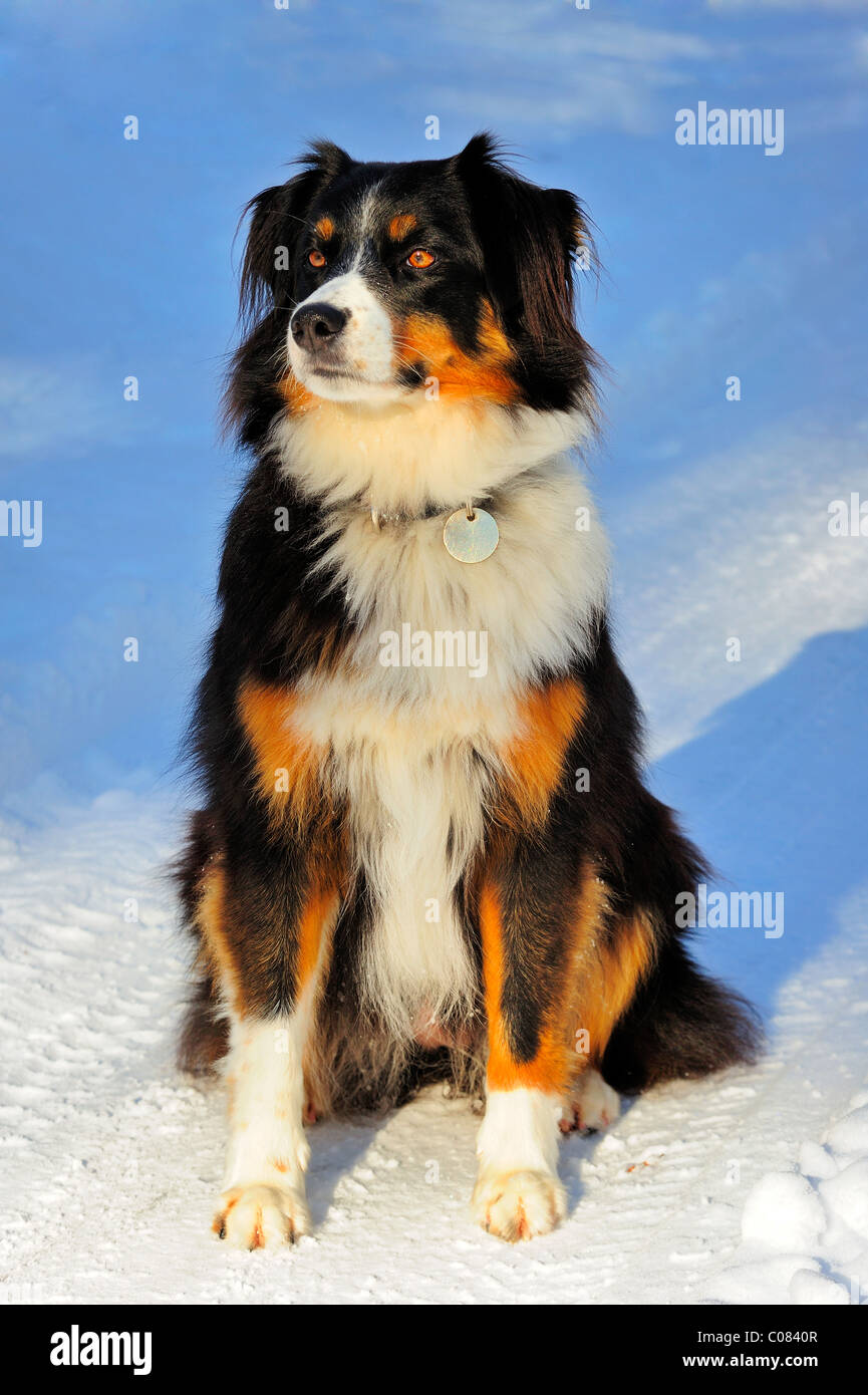 Porträt von einem Mischling Hund (Kreuzung zwischen einem Border Collie und  der Schweizer Appenzeller Rasse) sitzen im Schnee Stockfotografie - Alamy